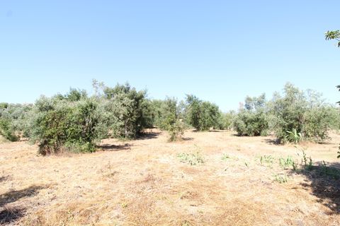 Helårsgrund i Olaia e Paco, Santarem, Olaia e Paco - € 28.500 | Ref: C0452-00144 - foto 8