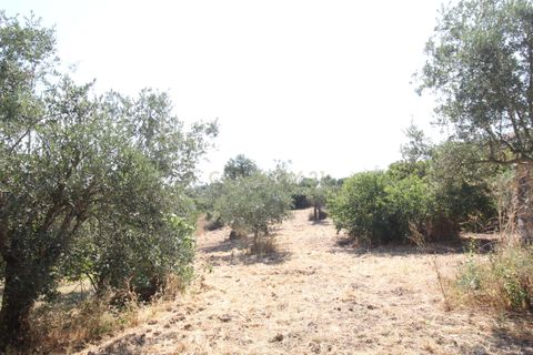 Helårsgrund i Olaia e Paco, Santarem, Olaia e Paco - € 28.500 | Ref: C0452-00144 - foto 10