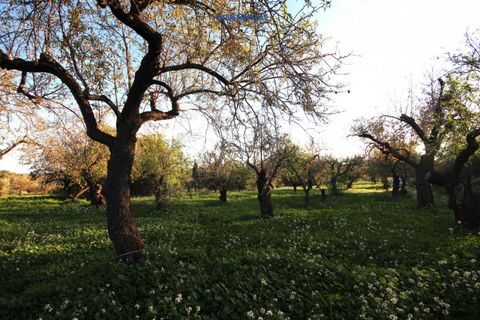 Helårsgrund i Noto, Siracusa, Noto - € 240.000 | Ref: 1185 - foto 4