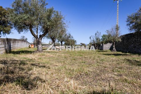 Helårsgrund i Castelo Branco, Castelo Branco, Castelo Branco - € 56.500 | Ref: PP4540 - foto 4