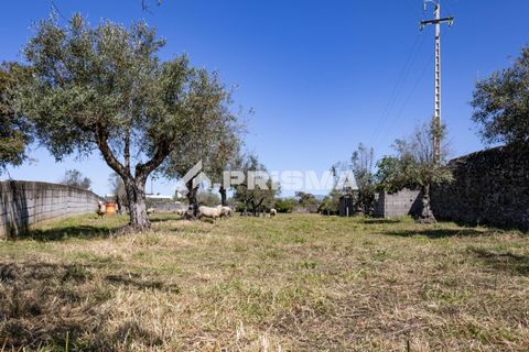 Helårsgrund i Castelo Branco, Castelo Branco, Castelo Branco - € 56.500 | Ref: PP4540 - foto 5