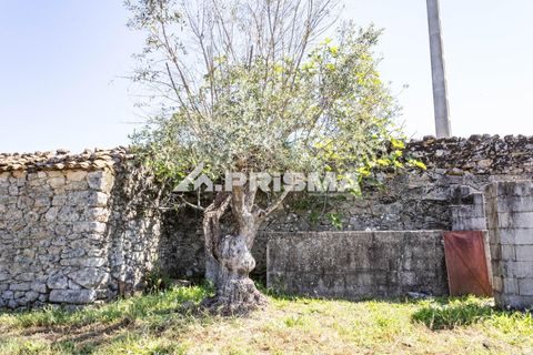 Helårsgrund i Castelo Branco, Castelo Branco, Castelo Branco - € 56.500 | Ref: PP4540 - foto 7