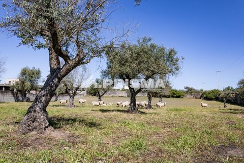 Helårsgrund i Castelo Branco, Castelo Branco, Castelo Branco - € 56.500 | Ref: PP4540 - foto 3
