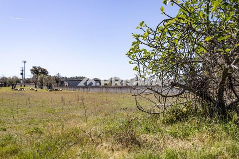 Helårsgrund i Castelo Branco, Castelo Branco, Castelo Branco - € 56.500 | Ref: PP4540 - foto 12