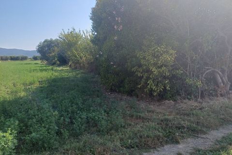 Terra a Vecchiano, Pisa, Vecchiano - € 14.000 | Ref: 2025175 - foto 2