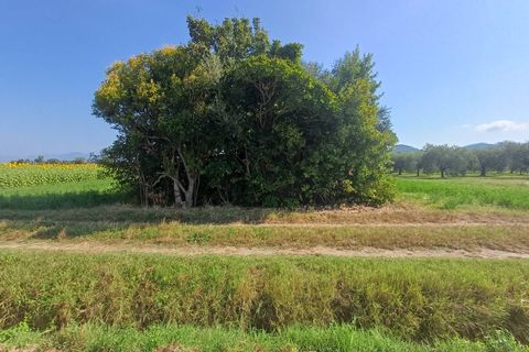 Terra a Vecchiano, Pisa, Vecchiano - € 14.000 | Ref: 2025175 - foto 3