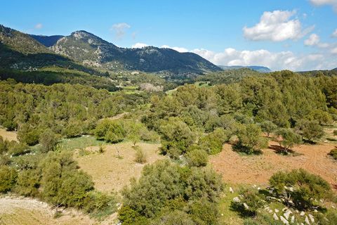 Helårsgrund i Campanet, Mallorca, Campanet - € 1.050.000 | Ref: CAM0544 - foto 2