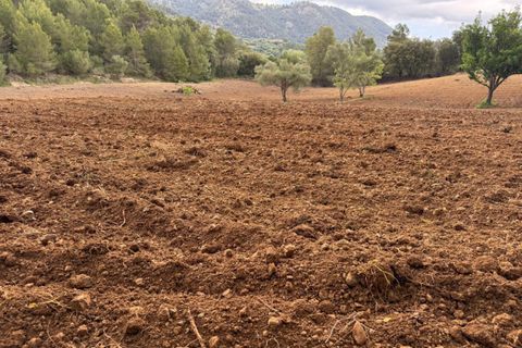 Helårsgrund i Campanet, Mallorca, Campanet - € 1.050.000 | Ref: CAM0544 - foto 6