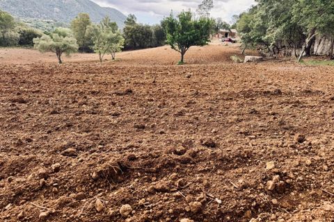 Helårsgrund i Campanet, Mallorca, Campanet - € 1.050.000 | Ref: CAM0544 - foto 9