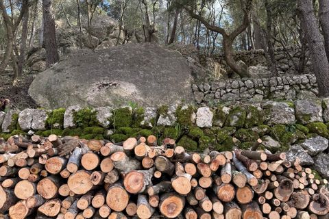 Helårsgrund i Campanet, Mallorca, Campanet - € 1.050.000 | Ref: CAM0544 - foto 14