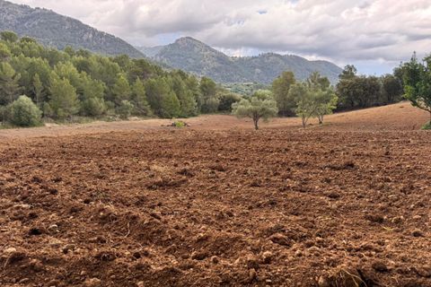 Helårsgrund i Campanet, Mallorca, Campanet - € 1.050.000 | Ref: CAM0544 - foto 16