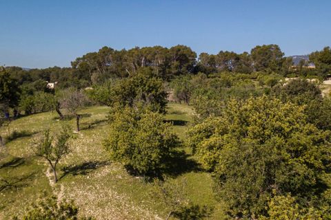 Terra a Selva, Mallorca, Selva - € 895.000 | Ref: MOS0588 - foto 19