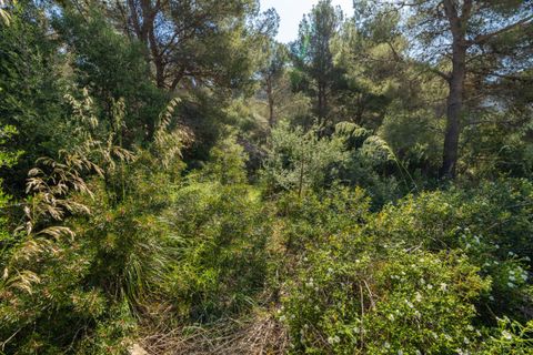 Terra a Alcudia, Mallorca, Alcudia - € 295.000 | Ref: BON0656 - foto 6