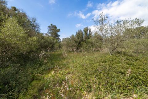 Helårsgrund i Algaida, Mallorca, Algaida - € 215.000 | Ref: ALG0661 - foto 11