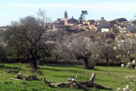 Terra a Llubi, Mallorca, Llubi - € 745.000 | Ref: LLI0664 - foto 15