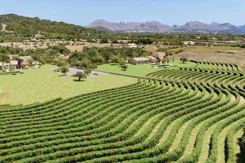 Terra a Pollenca, Mallorca, Pollenca - € 1.350.000 | Ref: POL5625POL0 - foto 4