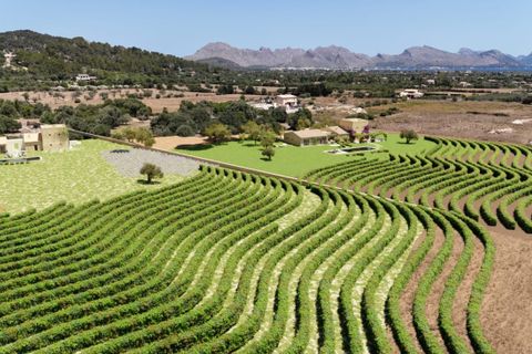 Terra a Pollenca, Mallorca, Pollenca - € 1.350.000 | Ref: POL5625POL0 - foto 15