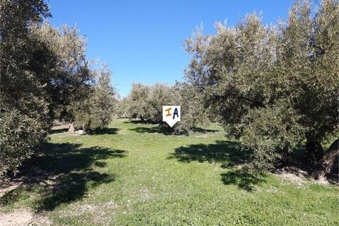 Erhvervsejendom i Luque, Cordoba, Luque - € 159.000 | Ref: CM163 - foto 10
