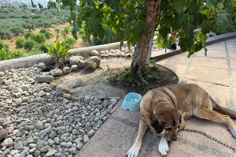 Landejendom i Alora, Malaga, Alora - € 695.000 | Ref: EXP10773/8930 - foto 29