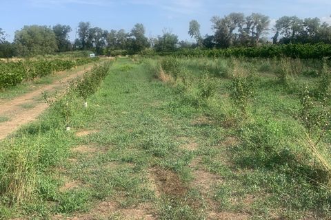 Helårsgrund i Ginestar, Tarragona, Ginestar - € 16.000 | Ref: Gin22rol2 - foto 6