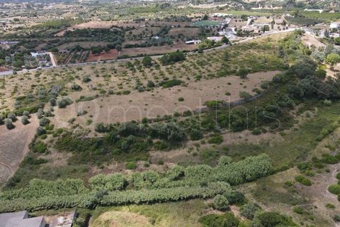 Helårsgrund i Cartaxo, Santarem, Cartaxo - € 650.000 | Ref: TER_141 - foto 8