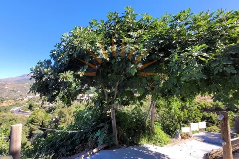 Cortijo i Competa, Malaga, Competa - € 72.000 | Ref: C3952 - foto 3