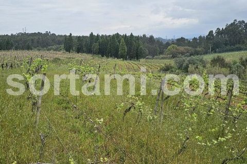 Helårsgrund i Anadia, Aveiro, Anadia - € 37.000 | Ref: Sort23279 - foto 2