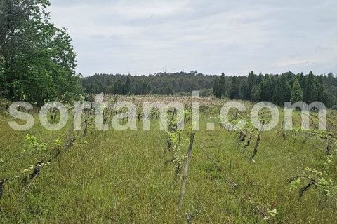 Helårsgrund i Anadia, Aveiro, Anadia - € 37.000 | Ref: Sort23279 - foto 3