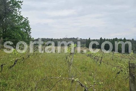 Helårsgrund i Anadia, Aveiro, Anadia - € 37.000 | Ref: Sort23279 - foto 4