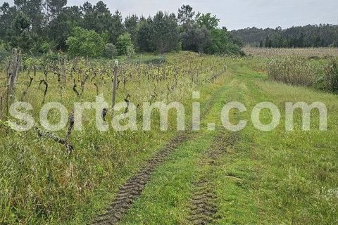Helårsgrund i Anadia, Aveiro, Anadia - € 37.000 | Ref: Sort23279 - foto 5