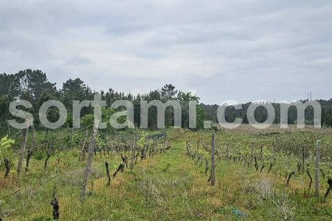 Helårsgrund i Anadia, Aveiro, Anadia - € 37.000 | Ref: Sort23279 - foto 6