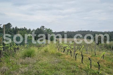 Helårsgrund i Anadia, Aveiro, Anadia - € 37.000 | Ref: Sort23279 - foto 7