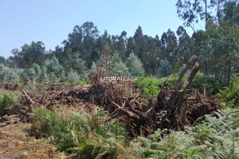 Helårsgrund i Agueda, Aveiro, Agueda - € 35.000 | Ref: VEN-4089 - foto 8