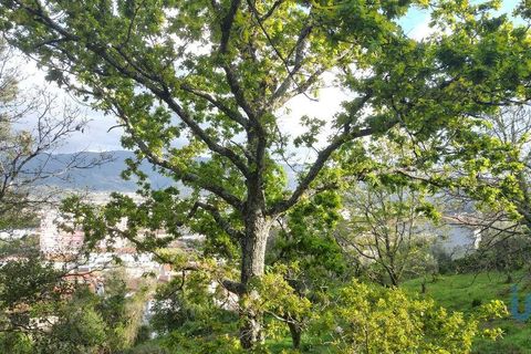 Helårsgrund i Miranda do Corvo, Coimbra, Miranda do Corvo - € 62.000 | Ref: 115927 - foto 15