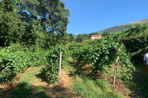 Farm i Melgaco, Viana do Castelo, Melgaco - € 330.000 | Ref: SF-SAFTI:007064 - foto 8