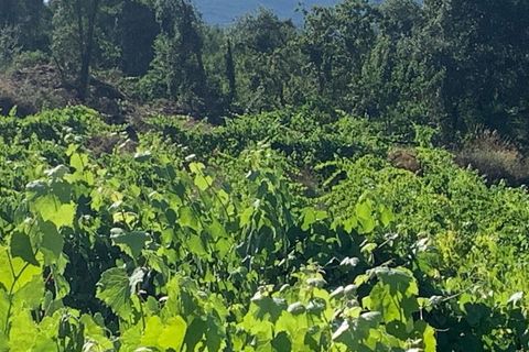 Farm i Melgaco, Viana do Castelo, Melgaco - € 330.000 | Ref: SF-SAFTI:007064 - foto 10