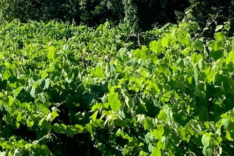 Farm i Melgaco, Viana do Castelo, Melgaco - € 330.000 | Ref: SF-SAFTI:007064 - foto 11