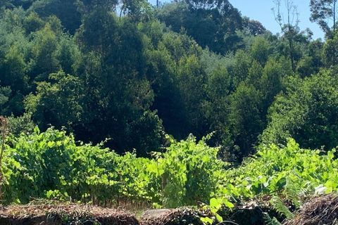 Farm i Melgaco, Viana do Castelo, Melgaco - € 330.000 | Ref: SF-SAFTI:007064 - foto 14