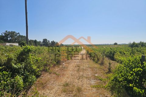 Helårsgrund i Palmela, Setubal, Palmela - € 200.000 | Ref: PP5623 - foto 4