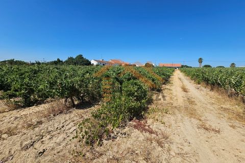 Helårsgrund i Palmela, Setubal, Palmela - € 200.000 | Ref: PP5623 - foto 5