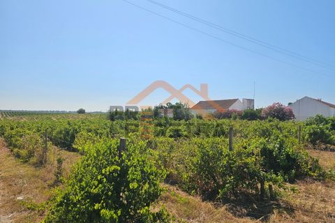 Helårsgrund i Palmela, Setubal, Palmela - € 200.000 | Ref: PP5623 - foto 6