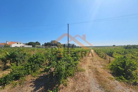 Helårsgrund i Palmela, Setubal, Palmela - € 200.000 | Ref: PP5623 - foto 7