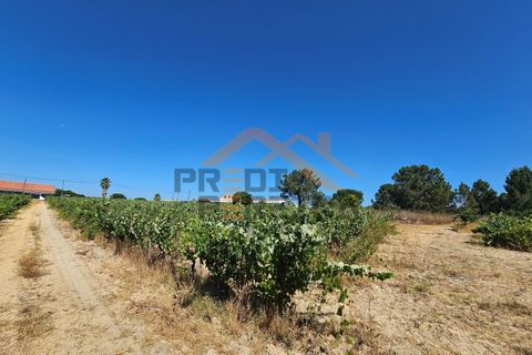 Helårsgrund i Palmela, Setubal, Palmela - € 200.000 | Ref: PP5623 - foto 11