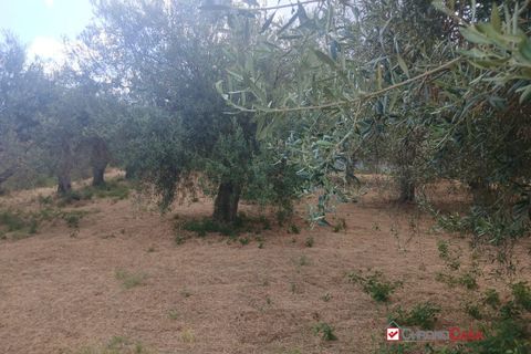 Tomt i Caltagirone, Catania, Caltagirone - € 19 500 | Ref: TRT-8920 - foto 7
