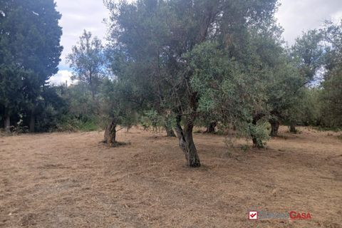 Tomt i Caltagirone, Catania, Caltagirone - € 19 500 | Ref: TRT-8920 - foto 8