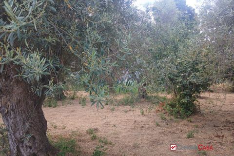 Tomt i Caltagirone, Catania, Caltagirone - € 19 500 | Ref: TRT-8920 - foto 13