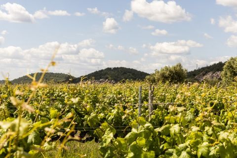 Farm i Estremoz, Evora, Estremoz - € 1.800.000 | Ref: AG050 - foto 1