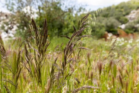 Farm i Estremoz, Evora, Estremoz - € 1.800.000 | Ref: AG050 - foto 16