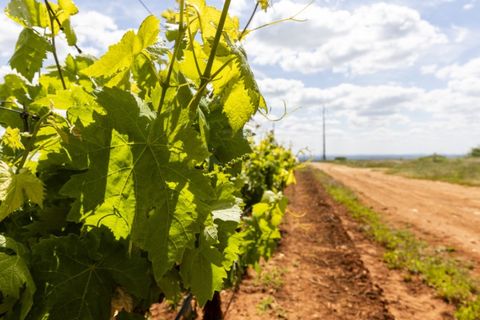Farm i Estremoz, Evora, Estremoz - € 1.800.000 | Ref: AG050 - foto 17