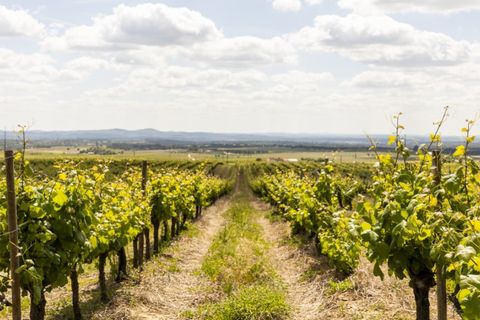 Farm i Estremoz, Evora, Estremoz - € 1.800.000 | Ref: AG050 - foto 2